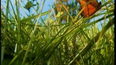 poster-13736-le-parisien-microcosmos-236x132