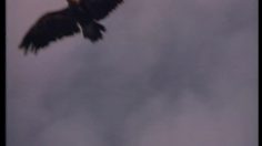 poster-13741-valvert-eau-ourson-aigle-et-loups-236x132