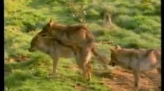 poster-13760-fox-sports-foxsports-com-les-questions-236x132