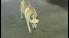 poster-1377-berlitz-assis-236x132