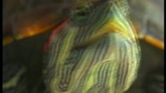 poster-13776-sony-discman-la-tortue-melomane-236x132