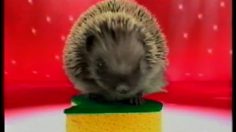 poster-13819-spontex-diabolik-la-discotheque-236x132