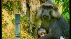 poster-13821-esso-diesel-plus-diesel-236x132