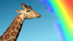 poster-13891-skittles-juicy-exotic-giraffe-236x132
