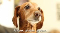 poster-13892-kota-perra-236x132