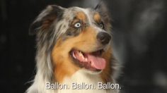 poster-13895-kota-perro-236x132