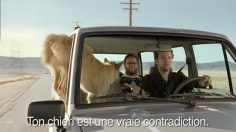 poster-13907-starburst-dog-236x132