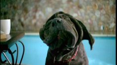 poster-13937-friskies-slobber-236x132