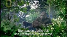 poster-13993-sky-documentary-channel-gorillas-236x132