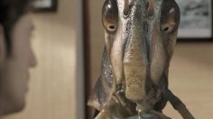 poster-14012-maxcom-yuzu-tv-yuzu-236x132