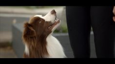 poster-14083-jeep-compass-every-dog-has-its-jeep-236x132