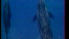 poster-14160-greenpeace-album-records-236x132