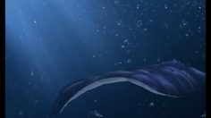 poster-14228-ariston-aqualtis-seaworld-236x132