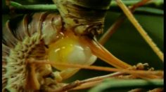 poster-14359-bbc-curiosite-i-m-the-whalrus-236x132