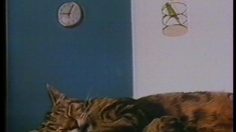 poster-1457-dhl-chat-et-oiseau-236x132