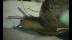 poster-15218-sears-arboretum-236x132