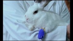 poster-15223-travelers-lucky-236x132