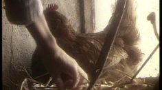 poster-1523-lustucru-pates-aux-oeufs-frais-le-camion-lustucru-236x132