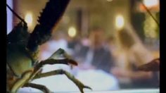 poster-15275-heineken-lobster-236x132