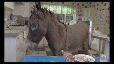 poster-15302-mtv-protection-environnement-kitchen-236x132