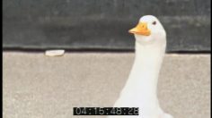 poster-15351-miller-lite-goose-236x132