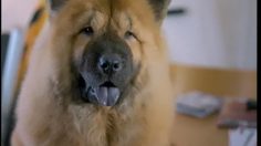 poster-15374-hi-bank-consolidating-debt-service-lost-dog-236x132