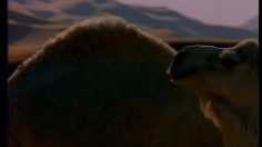 poster-1551-cristaline-eau-les-dromadaires-236x132