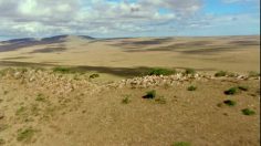 poster-15510-zwanenberg-pinchitos-wildlife-236x132