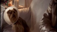 poster-15516-chio-chips-the-dog-commercial-236x132