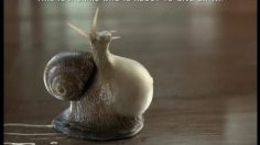poster-15535-shera-shera-floor-planks-2-pregnant-snail-236x132