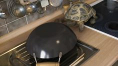 poster-15549-frosta-thiefkulkost-frosta-wok-hot-sour-up-for-a-wok-236x132