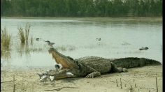 poster-15563-dentyne-chewing-gum-crocodile-birds-236x132