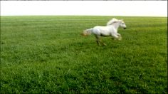 poster-15564-lech-premium-beer-biere-lech-236x132