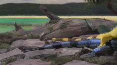 poster-15568-tequila-green-iguana-236x132