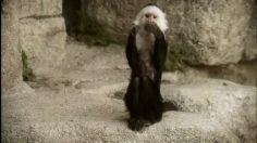 poster-15665-mastercard-ella-phant-236x132