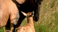 poster-15668-millennium-cash-machines-cheetah-236x132