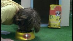 poster-15684-argentine-association-of-advertising-agencies-advertising-school-routine-236x132