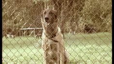 poster-15710-anti-exclusion-chiens-guides-pour-aveugles-revenge-of-the-puppy-236x132