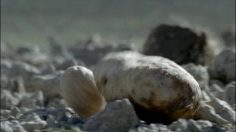 poster-15784-olw-les-males-236x132