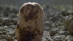 poster-15785-olw-l-appat-236x132