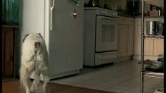 poster-15797-heineken-fridge-236x132