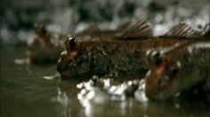 poster-15806-guinness-extra-cold-mudskipper-236x132