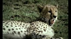 poster-15854-buenos-aires-zoo-parc-zoologique-yawns-236x132