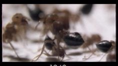 poster-1586-anti-racisme-anti-nazisme-fourmies-236x132