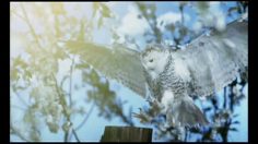 poster-15890-national-geographic-chaine-de-television-hd-owl-236x132