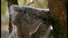 poster-16013-protection-enfance-animals-236x132