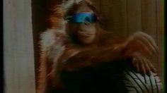 poster-1610-uniroyal-pneus-mr-cool-236x132