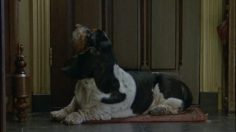 poster-16177-wehkamp-dogs-1-236x132