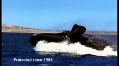 poster-16178-tribord-especes-protegees-236x132