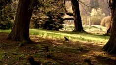 poster-16186-ykkosbonus-bonus-cards-squirrels-236x132